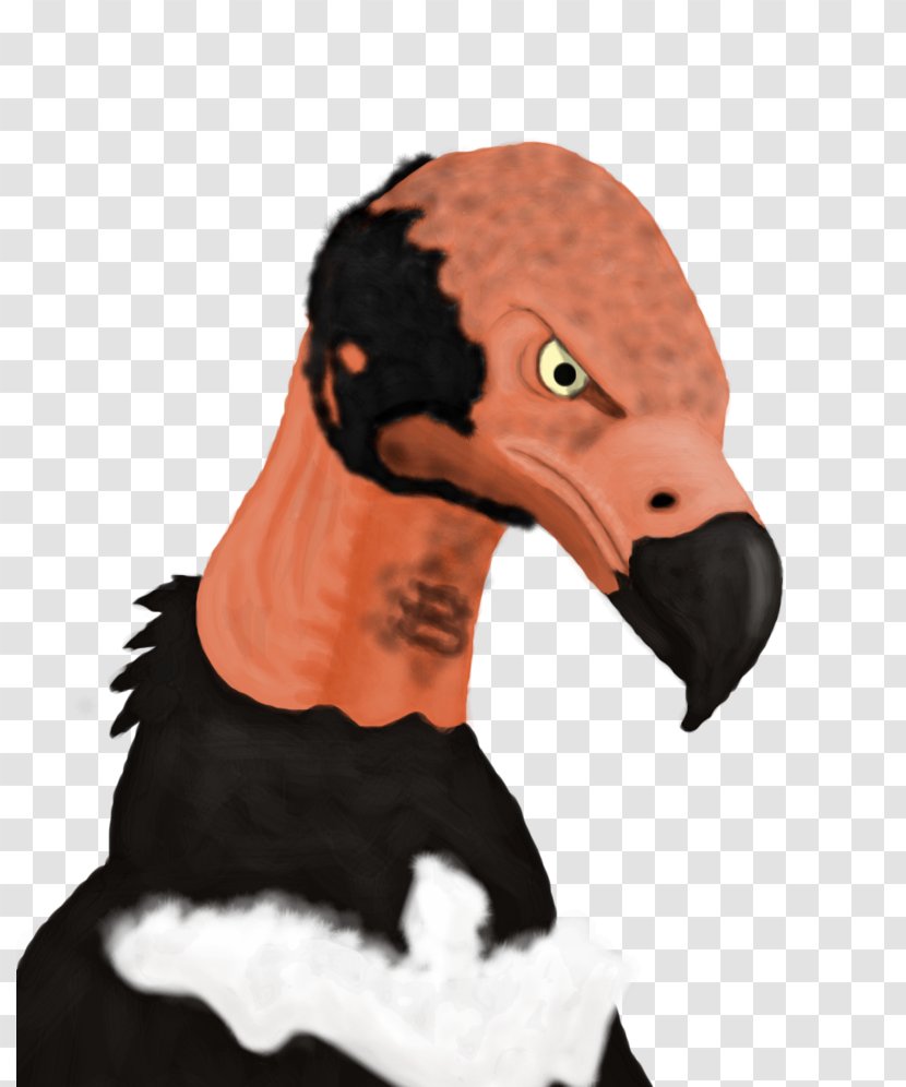 Red-headed Vulture Beak Black King - Snout - Bird Transparent PNG