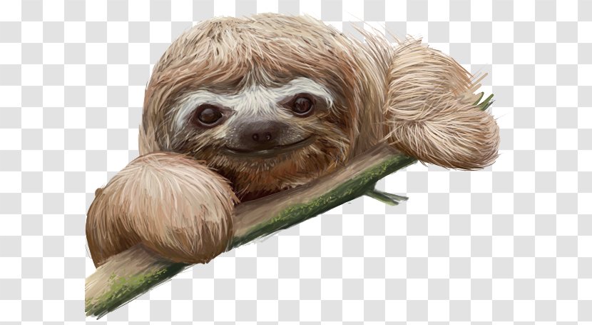 Sloth Clip Art - Terrestrial Animal - Computer Transparent PNG