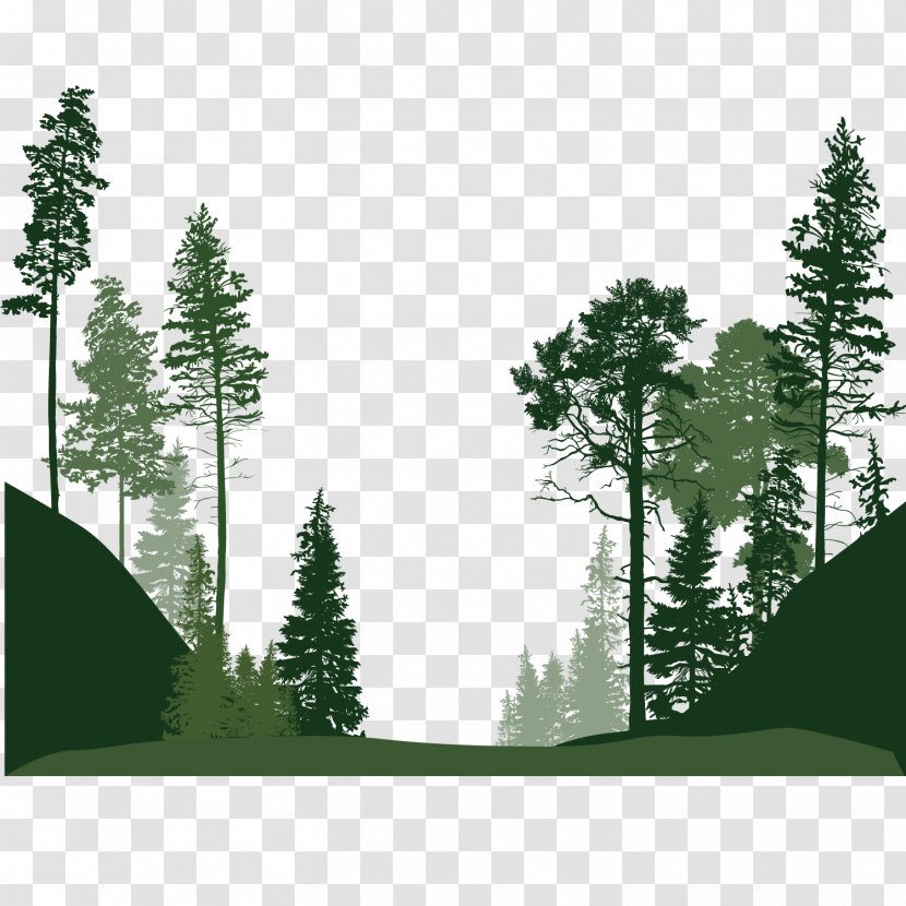 Forest Euclidean Vector Tree - Woody Plant - Trees Transparent PNG