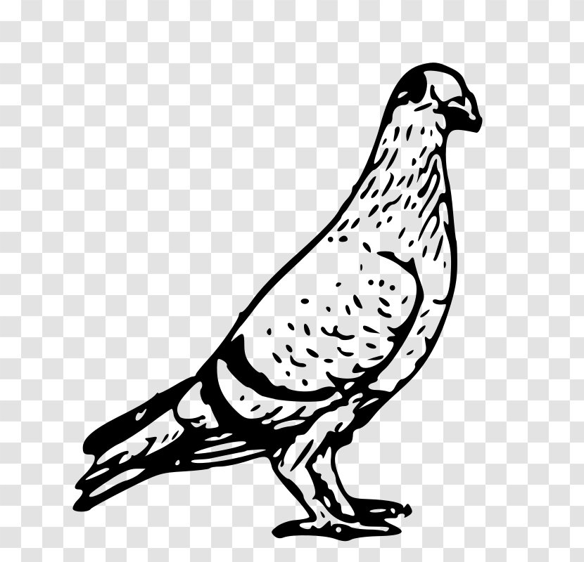 Columbidae Homing Pigeon English Carrier Clip Art - Falcon - Clipart Transparent PNG