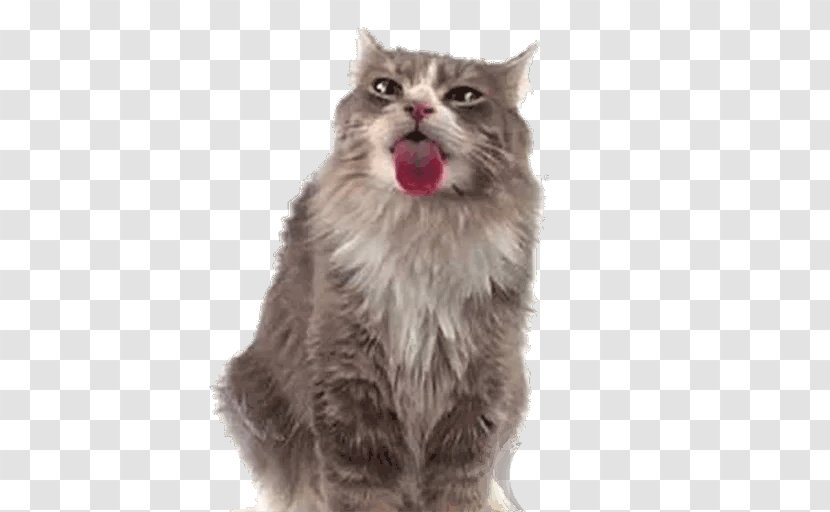 Cat Kitten Desktop Wallpaper Screensaver Computer Monitors - Android Transparent PNG