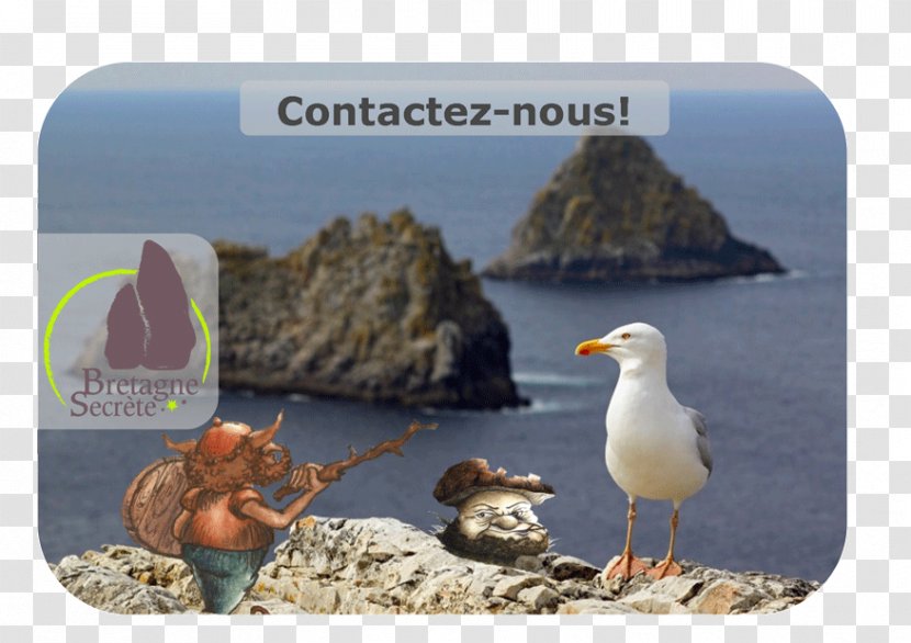 Seabird Advertising Pointe De Pen-Hir Fauna Ecosystem - Inlet - Shorebirds Transparent PNG