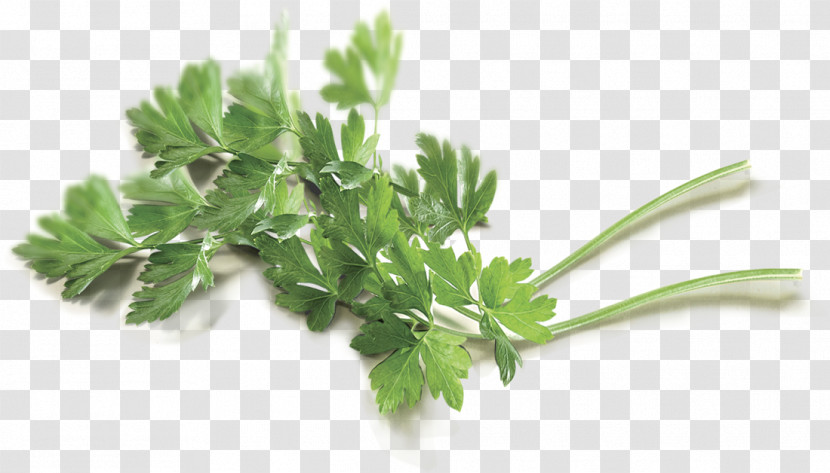 Parsley Transparent PNG