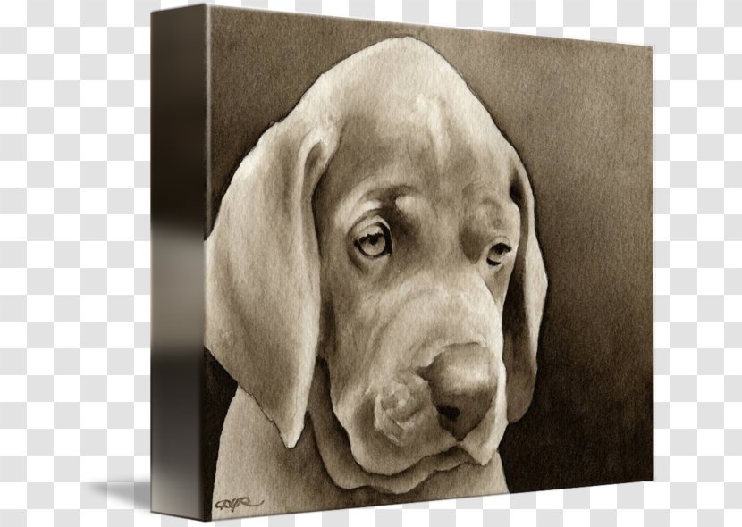Weimaraner Vizsla Puppy Dog Breed Snout - Crossbreed Transparent PNG