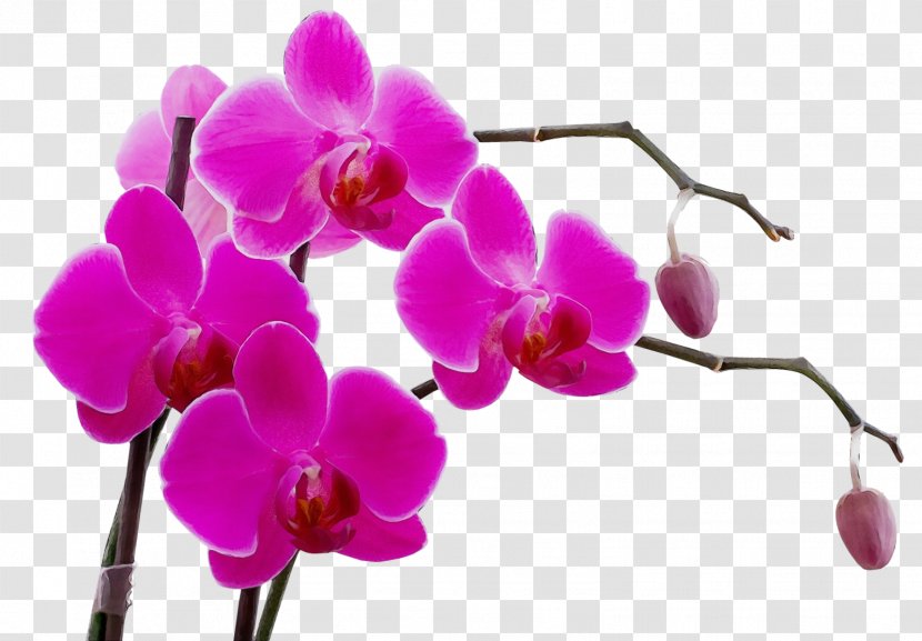 Orchids Lei Women's Health Flower - Cut Flowers - Artificial Cattleya Transparent PNG
