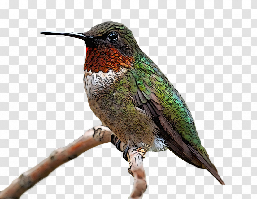 Bird Transparent PNG