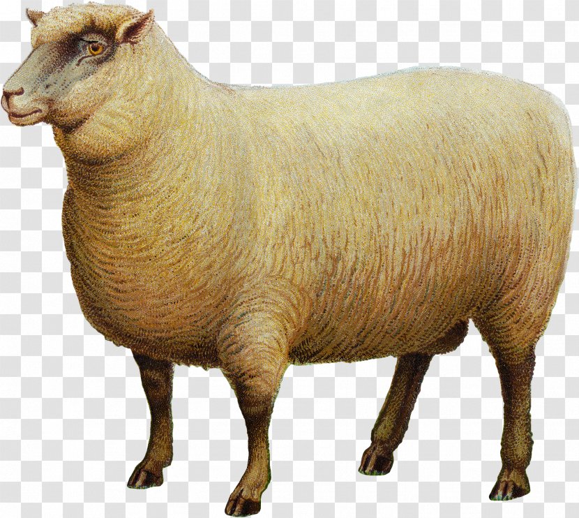 Southdown Sheep Goat Livestock - Mammal Transparent PNG