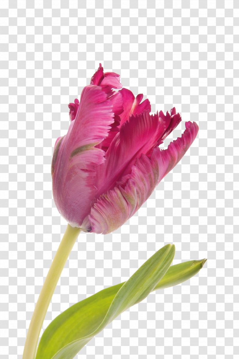 Parrot Tulips Beach Rose Flower Bouquet - A Transparent PNG