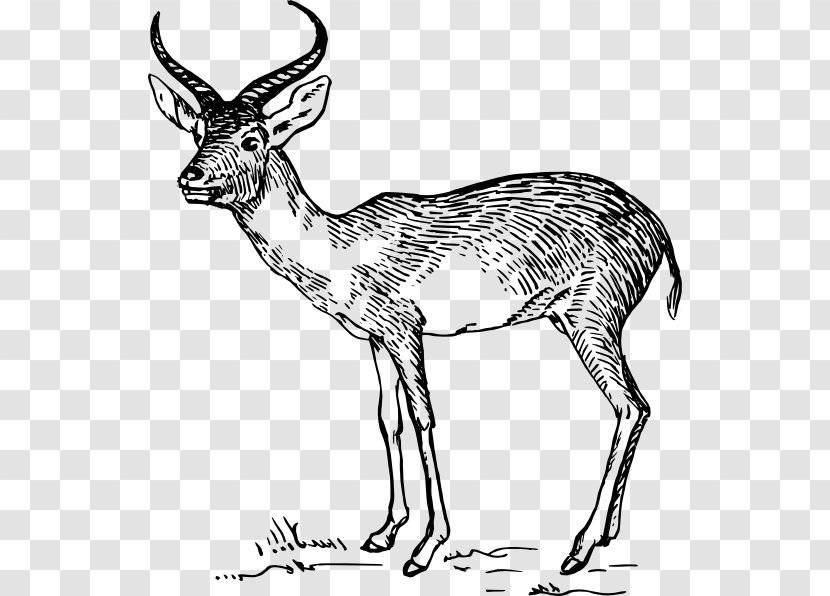 Antelope Horn Cheetah Deer Clip Art - Snout - Organism Transparent PNG