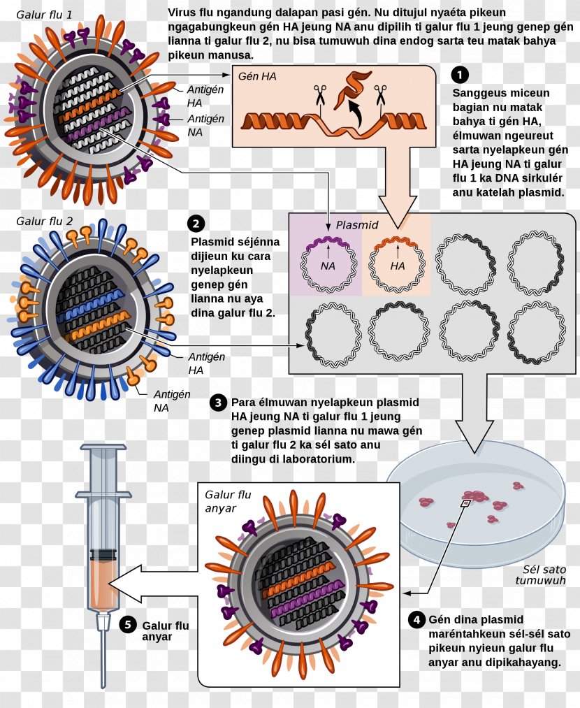 Influenza Vaccine DTaP Hepatitis B - Virus - The Flu Transparent PNG