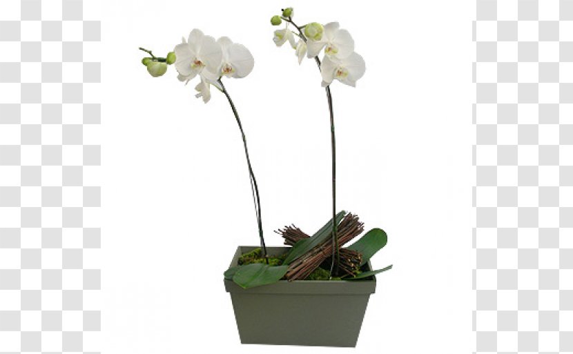 Moth Orchids Flowerpot Cut Flowers - Orchid - Flower Transparent PNG
