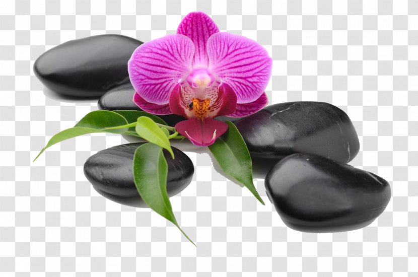 Moth Orchids Die Orchideen Photography Royalty-free - Royaltyfree - Creative Beauty Health SPA Transparent PNG