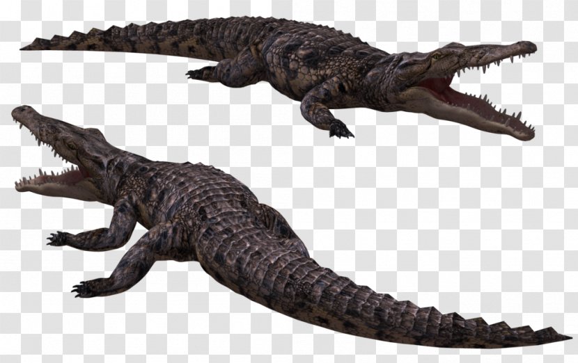 Crocodiles Nile Crocodile Saltwater American Alligator - Image Transparent PNG