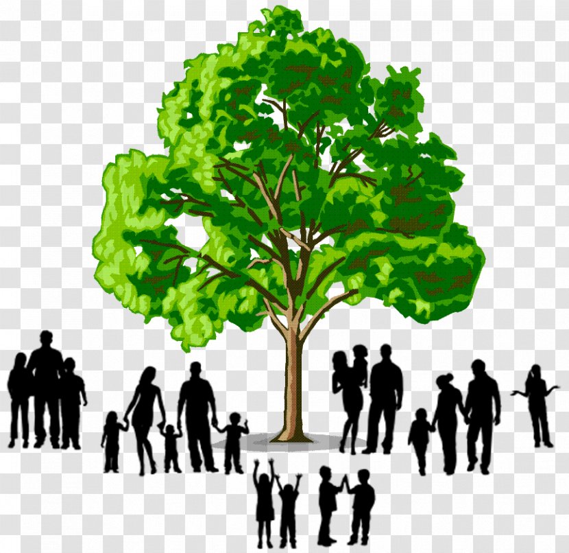 Hardwood Softwood Tree Deciduous - Building - Family Members Transparent PNG