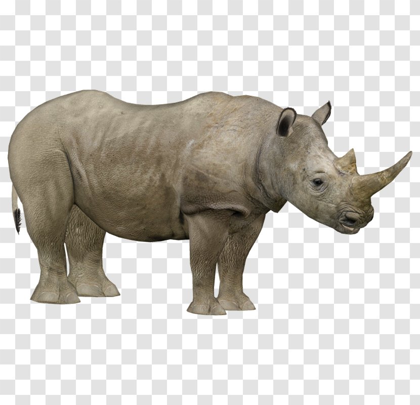 Javan Rhinoceros Northern White Endangered Species Zoo Tycoon 2 - Fauna - J1 Transparent PNG