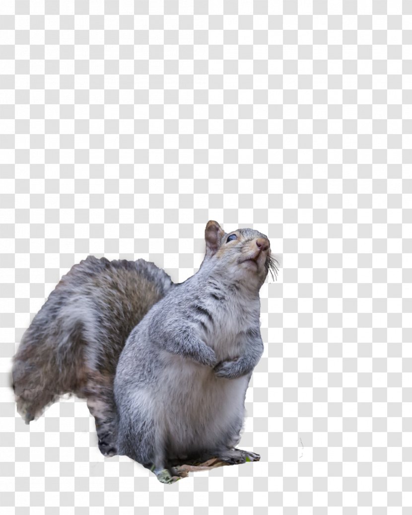 Squirrel DeviantArt Clip Art - Fur Transparent PNG