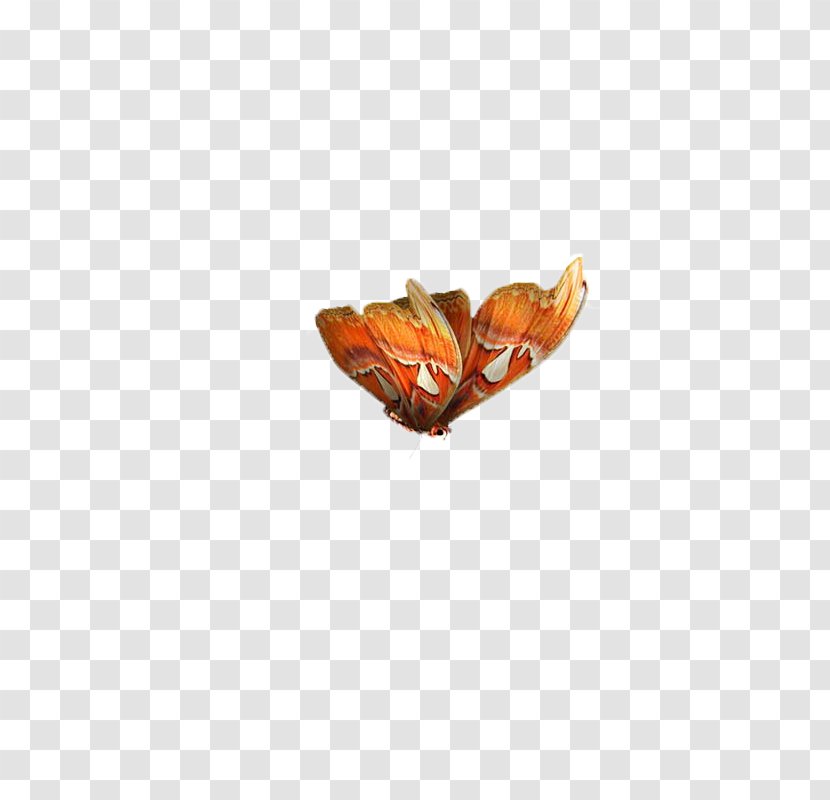 Butterfly Moth Pattern - Orange - Butterfly,insect,specimen Transparent PNG