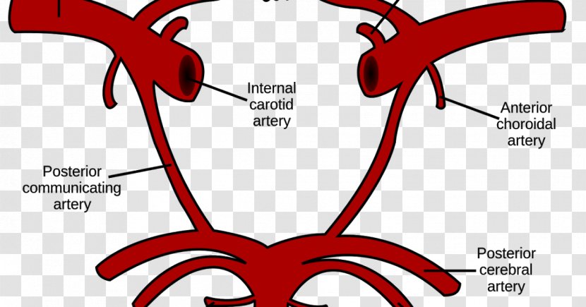 Circle Of Willis Internal Carotid Artery Common Vertebral - Frame - Brain Transparent PNG