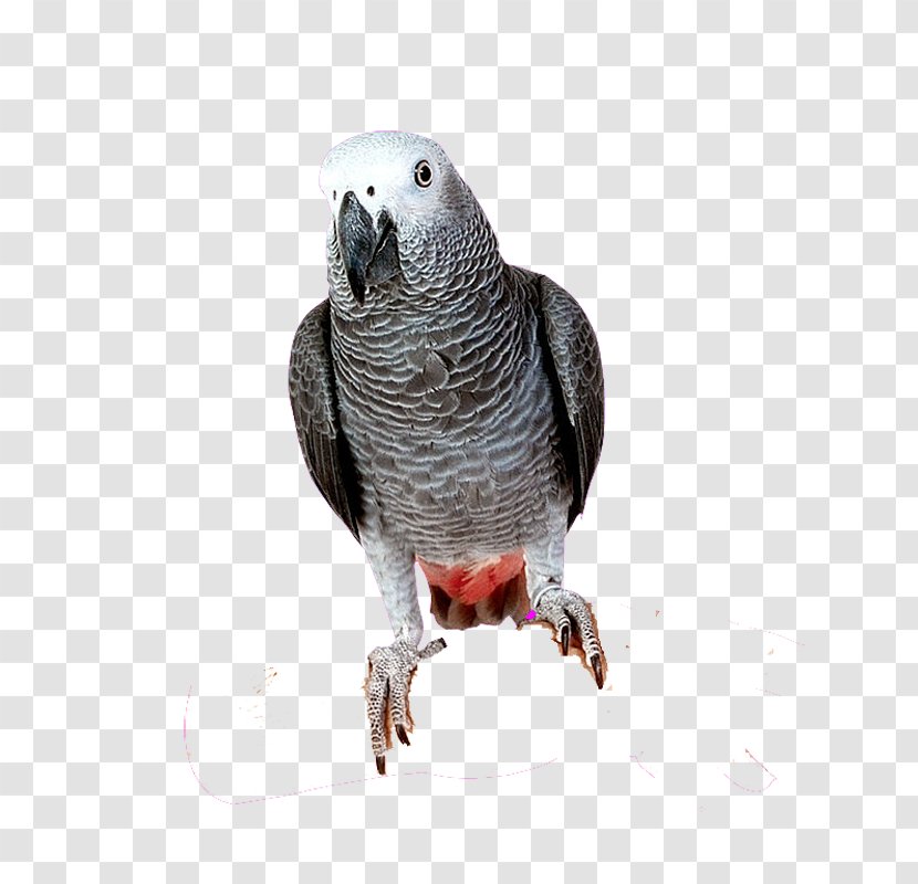Bird Cockatoo Cockatiel Parakeet - Grey Parrot Transparent PNG