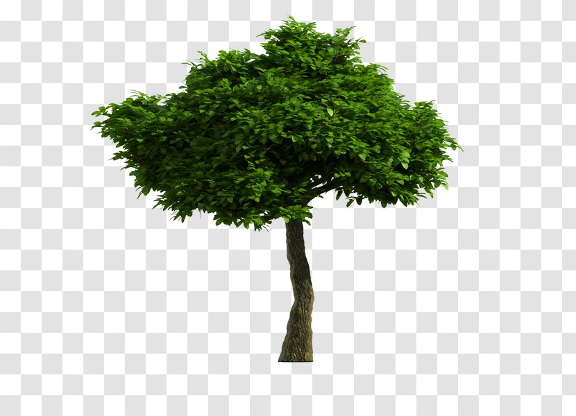 Tree Stock Photography Illustration Stock.xchng Trunk - Flowerpot - Simple Transparent PNG