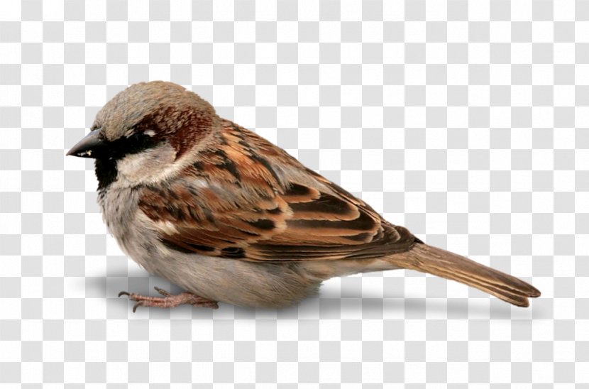 House Sparrow Bird Botad Pine - Songbird Transparent PNG