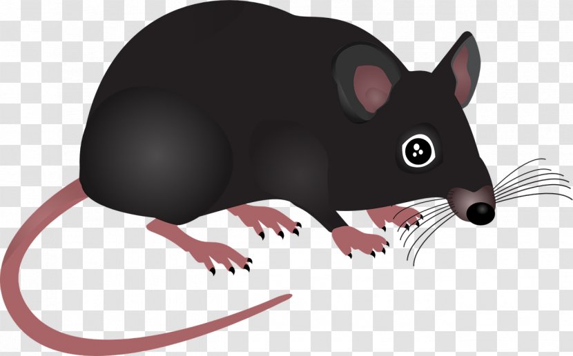 Computer Mouse Rodent Clip Art - Muroids - Animal Transparent PNG