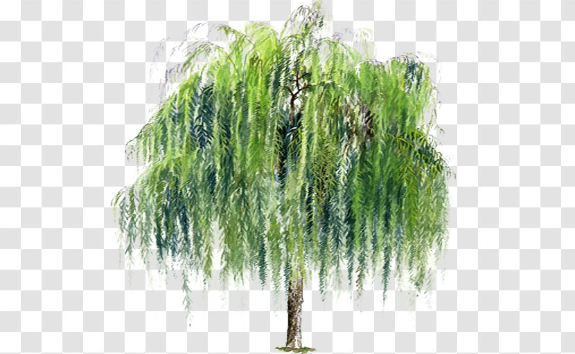 Weeping Willow - Giant Sequoia - Evergreen Transparent PNG