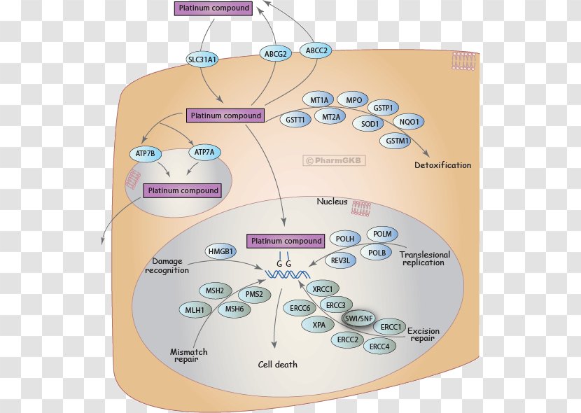 Pharmacokinetics Metabolic Pathway Carboplatin Drug Metabolism Cisplatin Transparent PNG