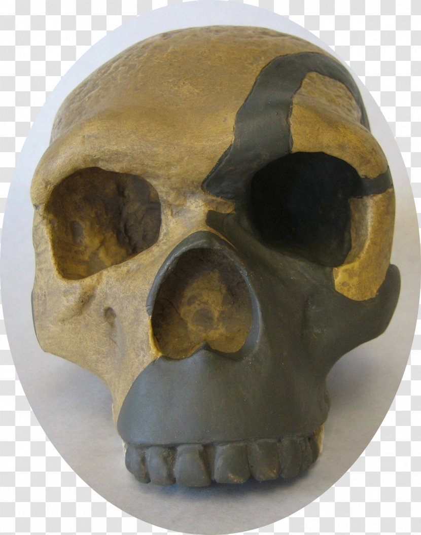 Skull - Bone - Jaw Transparent PNG