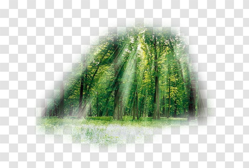 Forest Landscape Painting Nature Tree Transparent PNG
