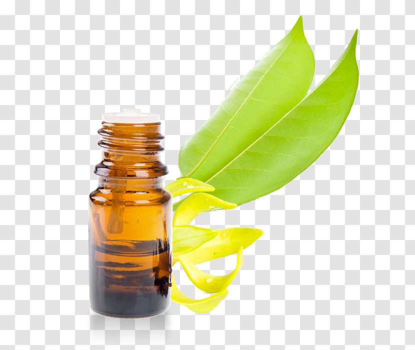 Essential Oil Rosemary Ravensara Aromatica Eucalyptol - Cananga Odorata - Ylang Transparent PNG