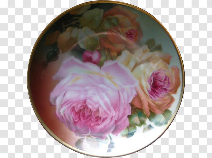 Cabbage Rose Garden Roses Petal Peony Transparent PNG