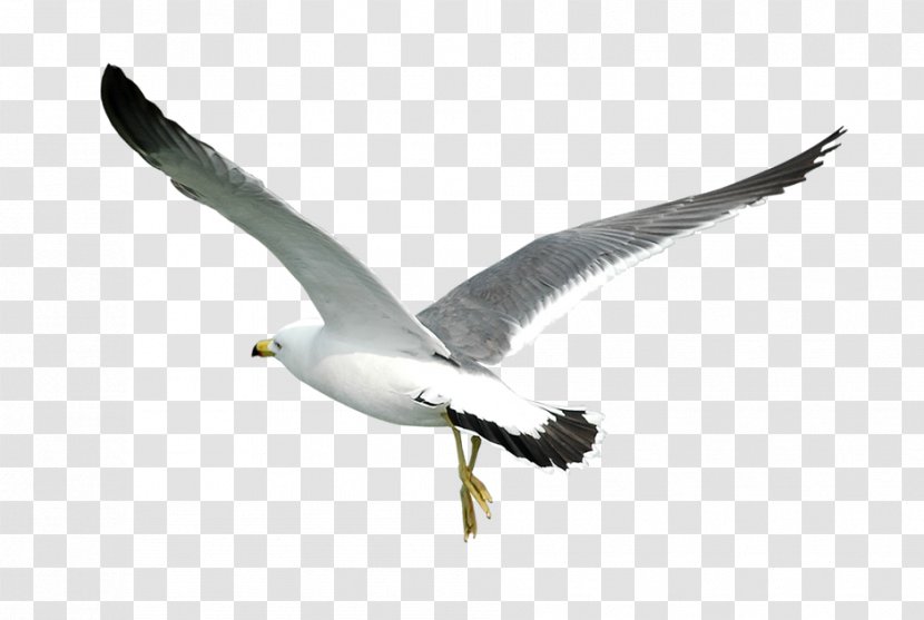Bird Laridae Common Gull - Seabird - Pigeon Pictures Transparent PNG