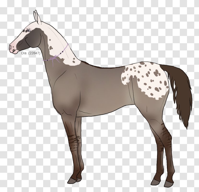 Mane Mustang Pony Stallion Halter Transparent PNG