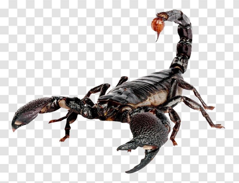 Emperor Scorpion Heterometrus - Arthropod - Ramadan Dates Transparent PNG