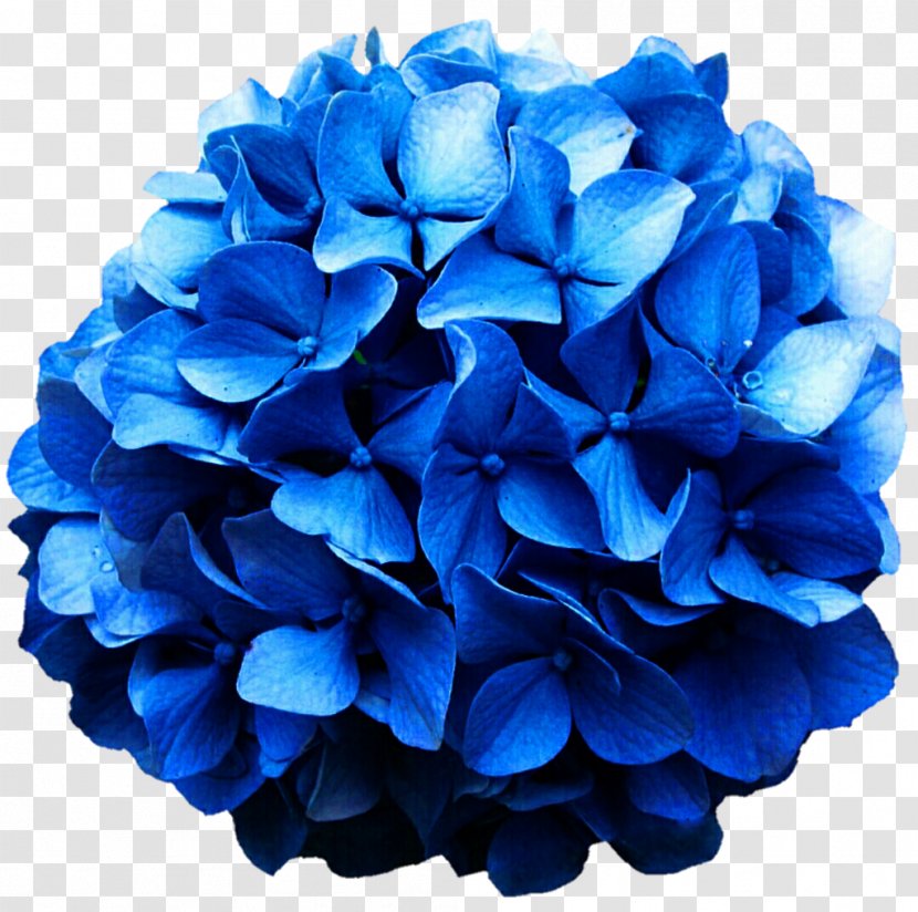 Hydrangea Cobalt Blue Cut Flowers - Hydrangeaceae Transparent PNG