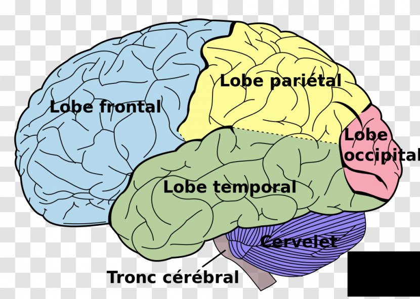 Human Brain Lobes Of The Lateralization Function Body - Frame Transparent PNG