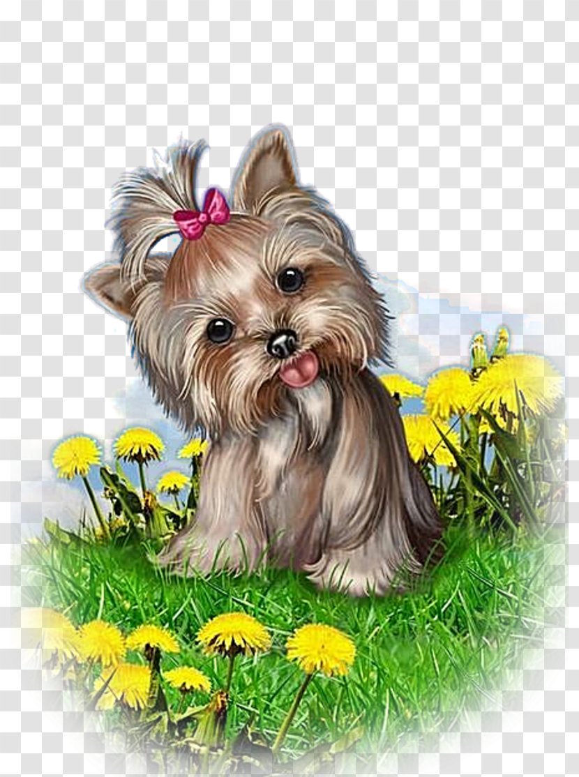 Yorkshire Terrier Morkie Puppy Dog Breed Biewer Transparent PNG