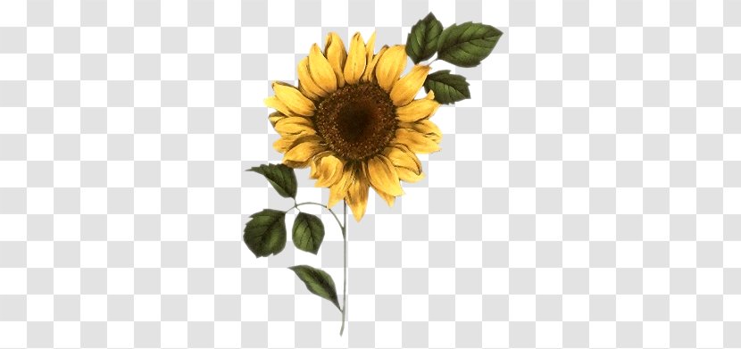 Common Sunflower Watercolor Painting Daisy - Seed - Flower Transparent PNG