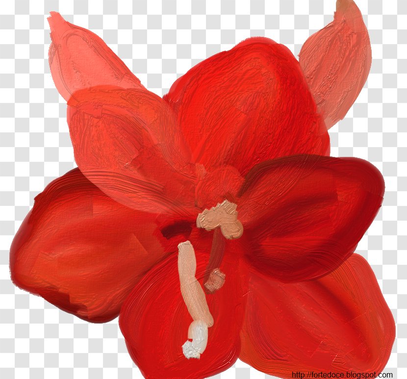 Amaryllis Cut Flowers Bulb Plant - Flowering - Vaso De Planta Transparent PNG