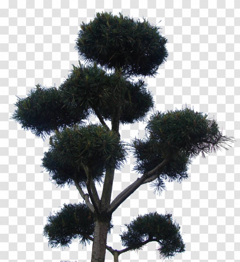 Asian Palmyra Palm Houseplant Sky Plc Borassus - Tree - 8 Bit Transparent PNG