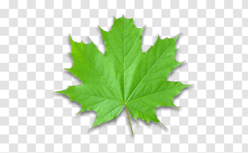 Maple Leaf Green Autumn Color Clip Art - Plane Tree Family - Monstera Transparent PNG