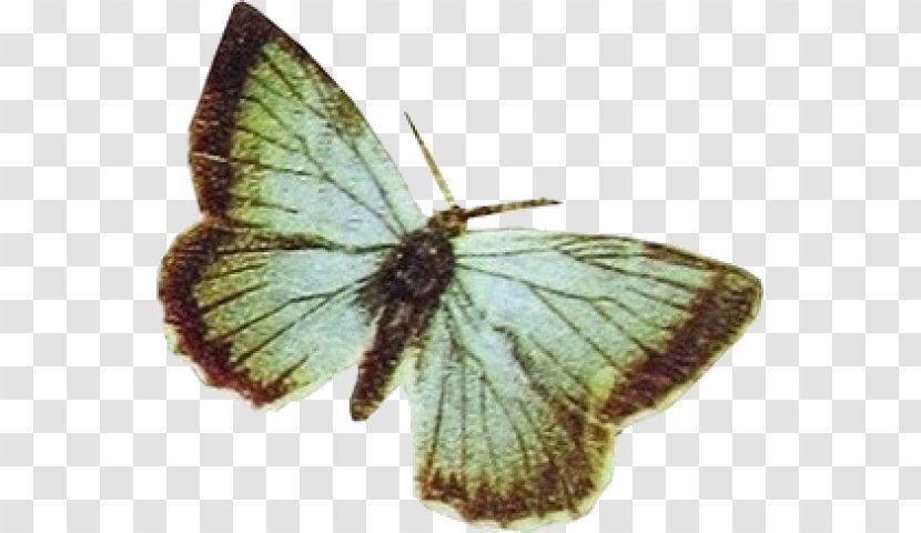 Colias Watercolor Painting Drawing - Lycaenid - Butterfly Transparent PNG