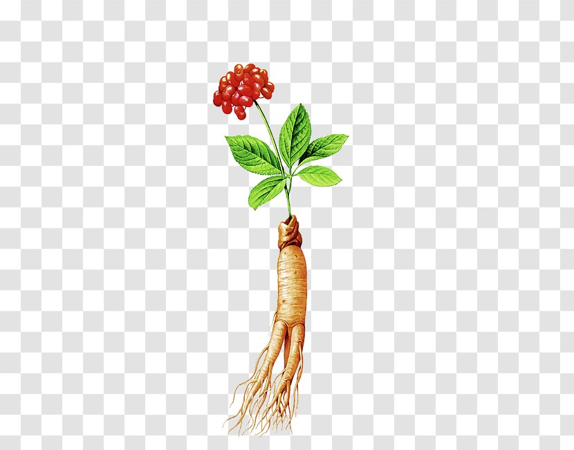 Samgye-tang Korean Cuisine Chinese Herbology American Ginseng Traditional Medicine - Alternative Health Services Transparent PNG