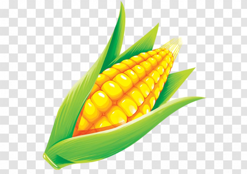 Maize Grauds - Hand-painted Corn Transparent PNG