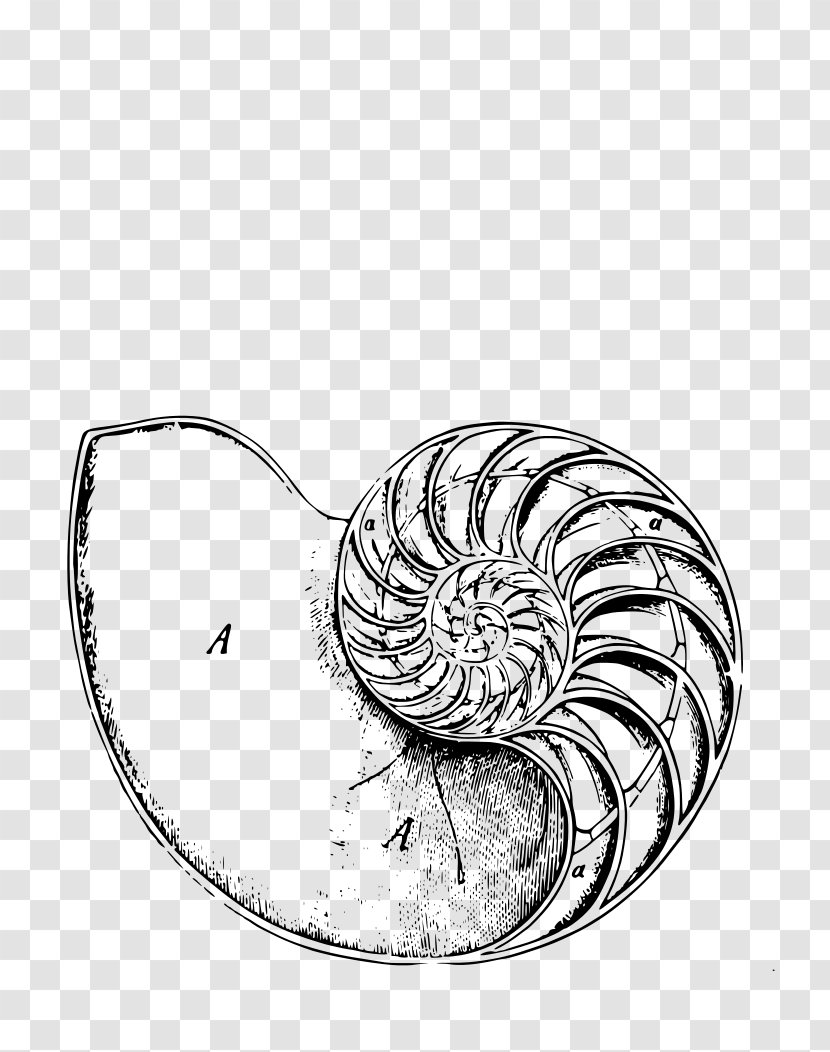 Chambered Nautilus Logarithmic Spiral Human Body - Modification Transparent PNG