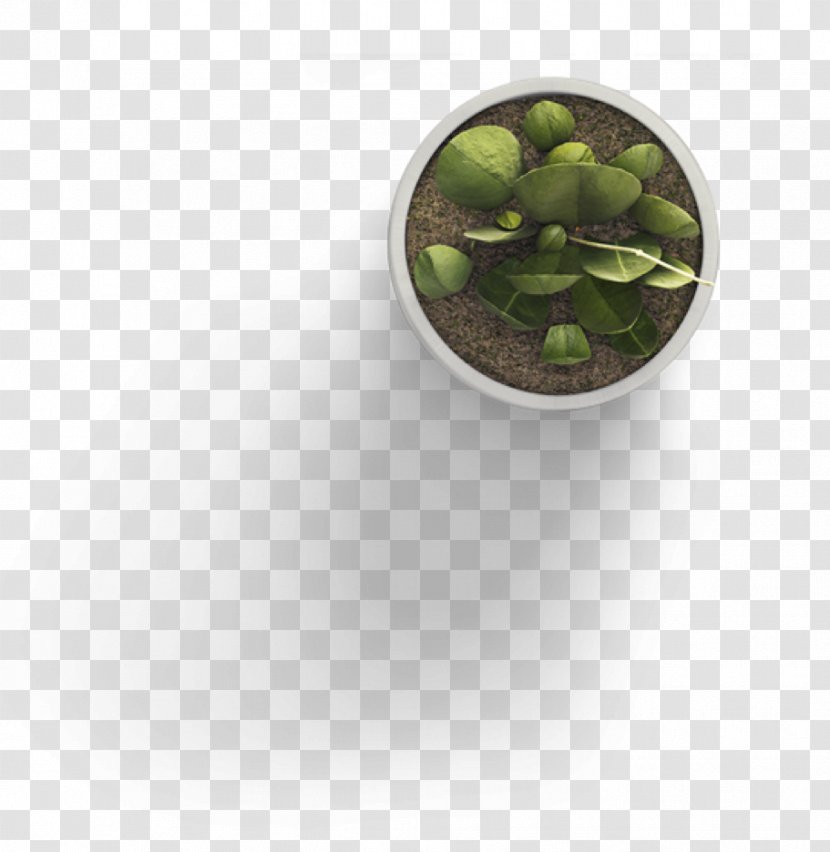 Template Plant User Interface - Cactaceae Transparent PNG