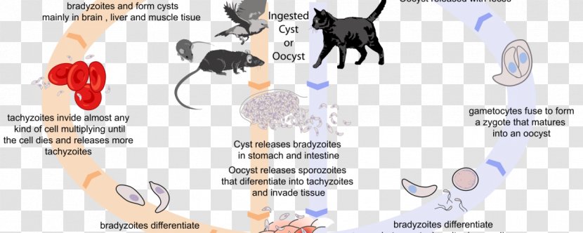 Cat Toxoplasma Gondii Host Toxoplasmosis Biological Life Cycle - Cartoon - Mumps Virus Transparent PNG