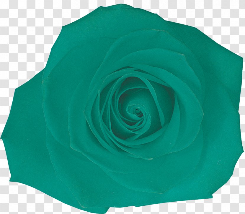 Garden Roses Petal Turquoise - Teal - Rose Transparent PNG