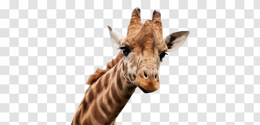 Giraffe Cheetah Felidae Poster - Art - Face Closeup Transparent PNG